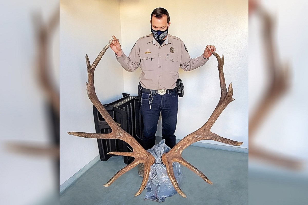 Best Elk Rack Huge Rack: CPW Finds Massive Six-By-Seven Elk Rack