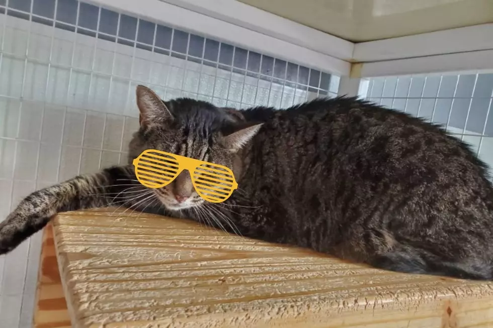 Mellow Meower: The Pet of the Week Needs Somewhere to Chill