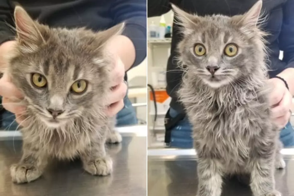 Adorable Cat Found Inside of Mesa Mall