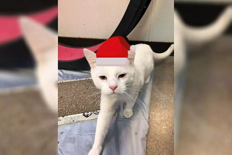 Banshee the Cat Would Look Perfect Under Your Christmas Tree