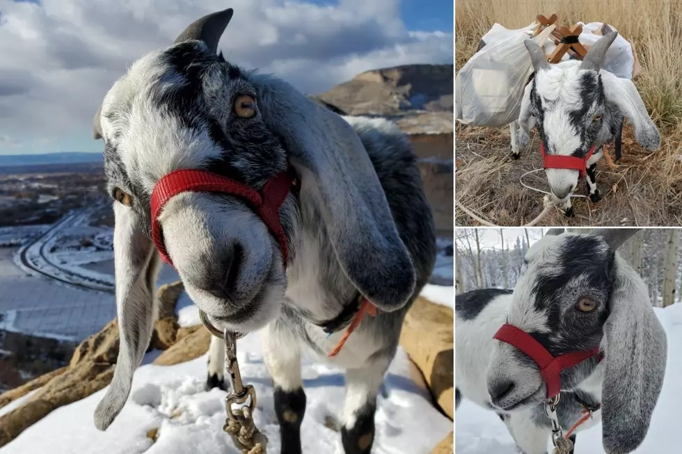 Local High School Student Hikes + Picks Up Trash With His Goat