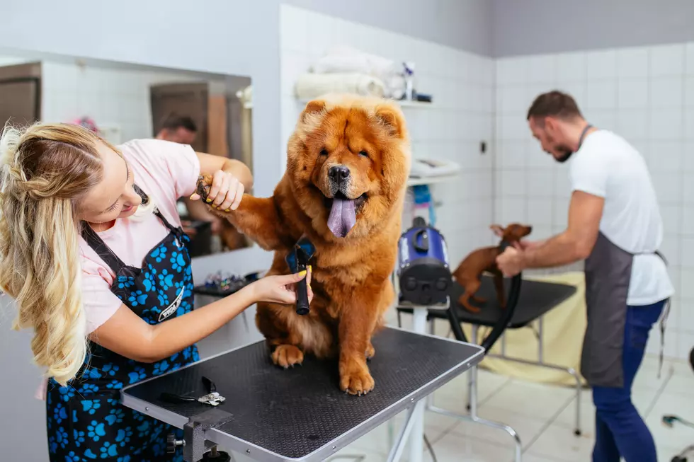 Top Four Pet Groomers in Grand Junction