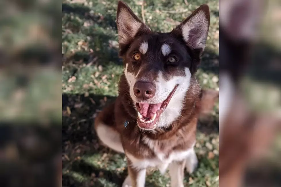Grand Junction Dog: Our Pet of the Week Really Needs a Foster