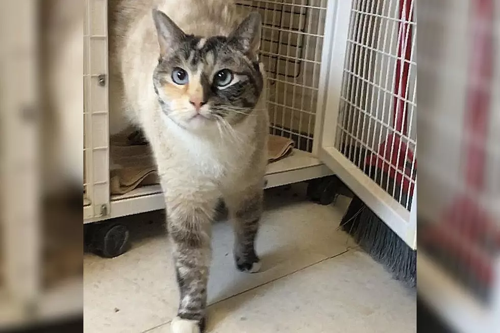 Grand Junction Rescue Cat Wants to Be Your Valentine