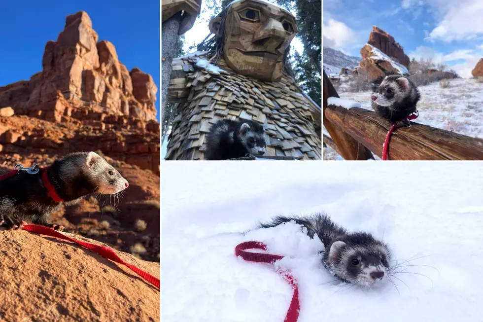 Meet Grand Junction’s Jesse James the Hiking Ferret