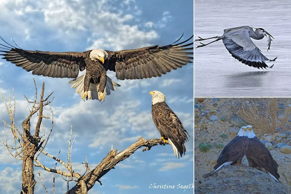 Photographer Takes Amazing Pics of Birds of Grand Junction