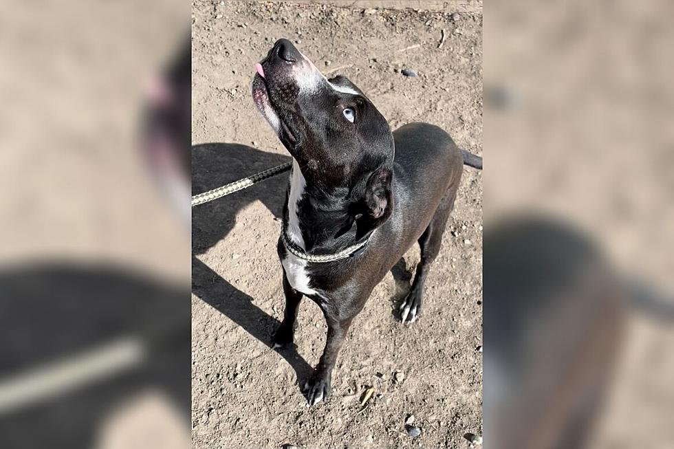 Beautiful Blue-Eyed Grand Junction Rescue Dog Needs Home