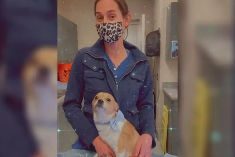 Colorado Vet Adopts Dog Who Was Run Over By a Car
