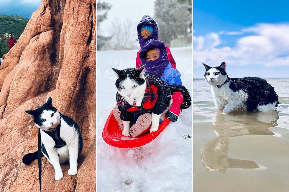 Pluto the Colorado Cat Loves to Go on Adventures