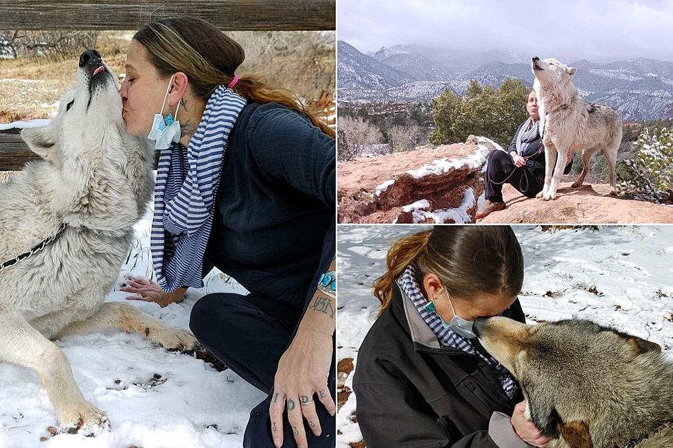 What It&#8217;s Like Meeting + Getting Kissed By Colorado Rescue Wolves