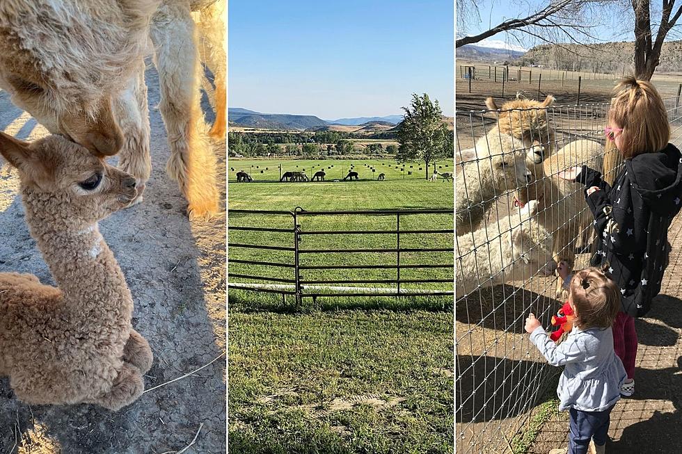 Airbnb on Alpaca Farm Only An Hour Away From Grand Junction