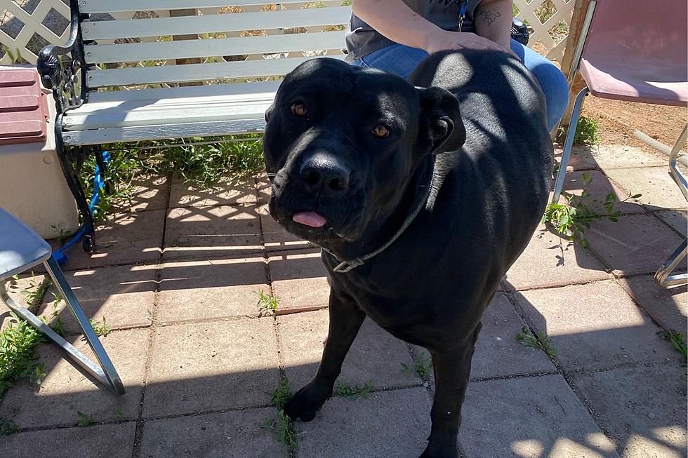 This Grand Junction Rescue Dog Is a Big Love Bug Who Needs a Home
