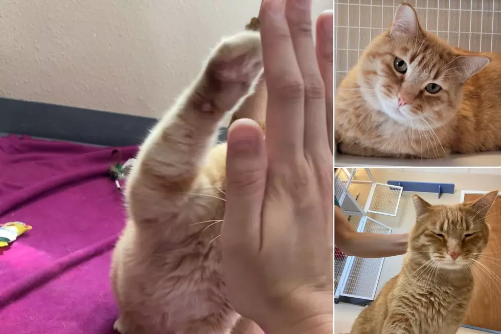 Alan the Grand Junction Rescue Cat Loves Giving High Fives