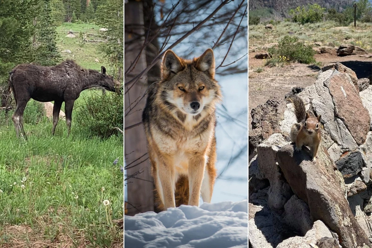 Colorado Wildlife: Wildlife You Have Recently Spotted in Colorado