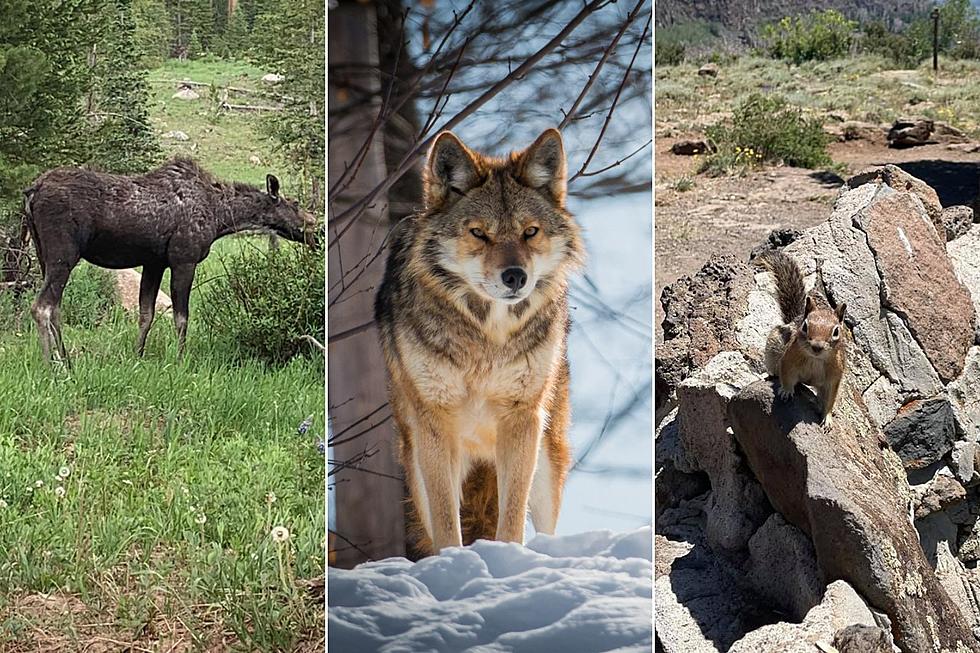 Colorado Wildlife: Wildlife You Have Recently Spotted in Colorado