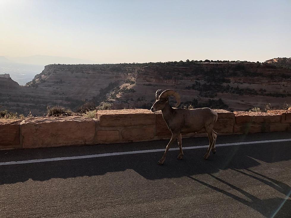 Watch Out: Feisty Bighorn Sheep on the Colorado National Monument