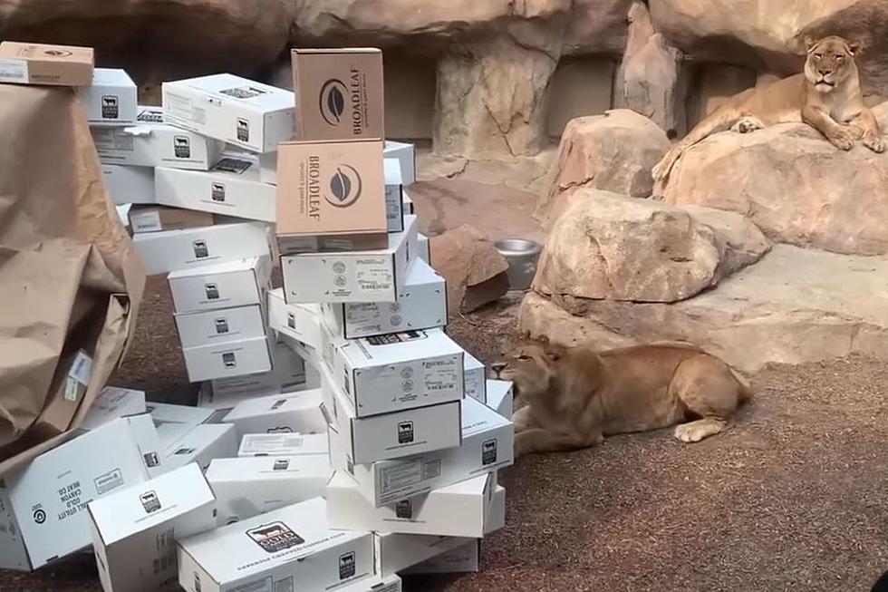 Watch: Lions at Denver Zoo Prove That All Cats Love Boxes