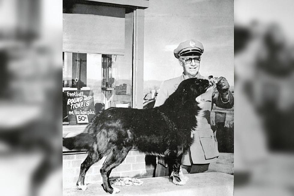 The Goodest Boy: The Legend of Colorado’s Shep the Turnpike Dog
