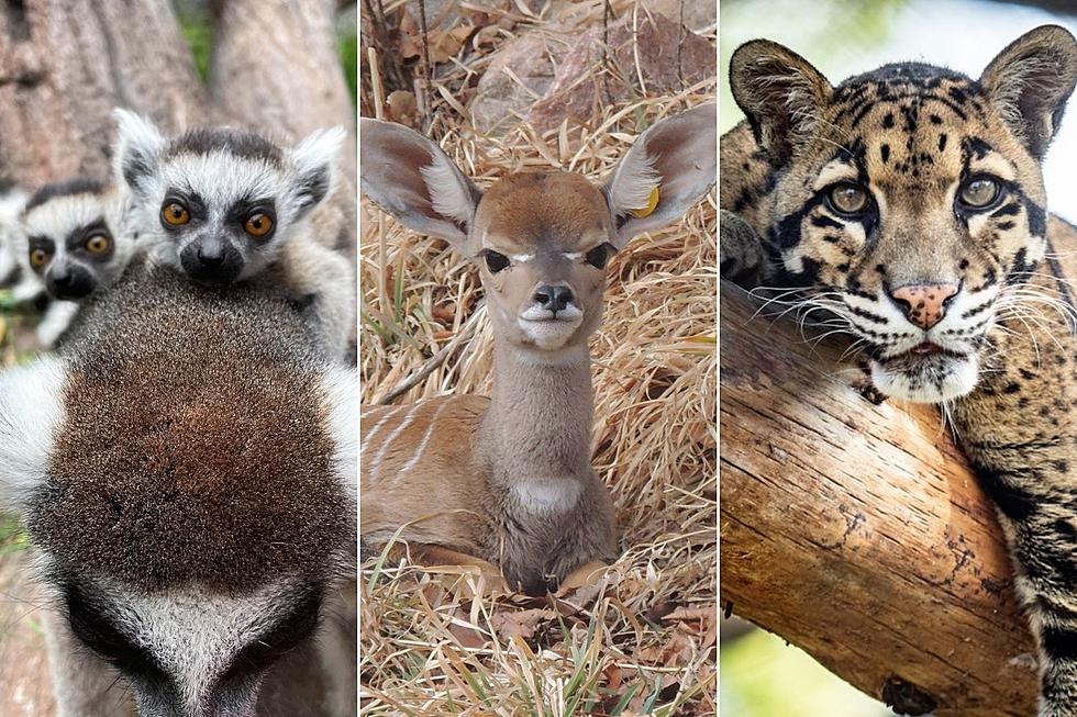 15 Adorable Animals at Colorado Zoos That Are Waiting to Meet You