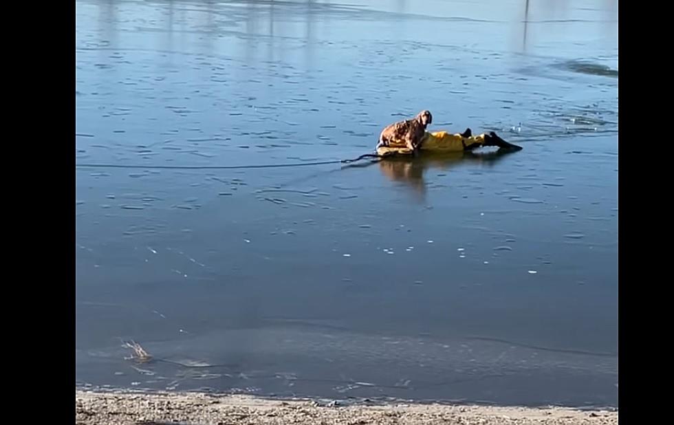 Life Saver: Watch This Sweet Colorado Pup Be Rescued From Icy Waters