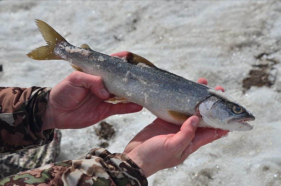 Colorado Parks and Wildlife: No Lake Trout Tournament This Year