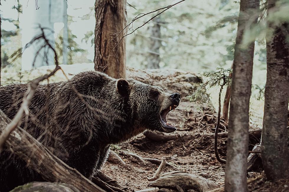 Be Prepared: Bears Are Back on the Scene in Colorado
