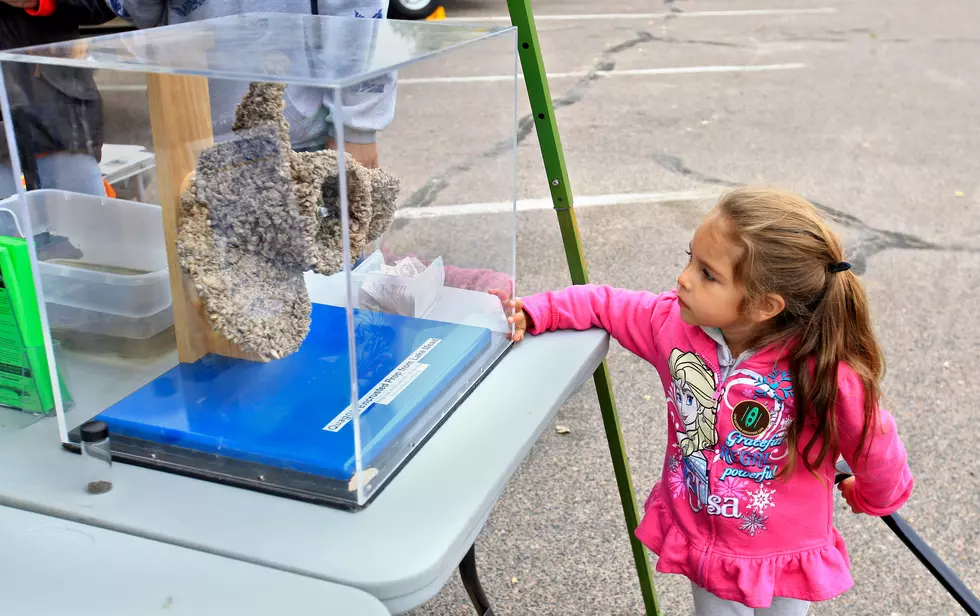 Let's Keep Colorado Lakes Clean and Free of Mussels This Summer