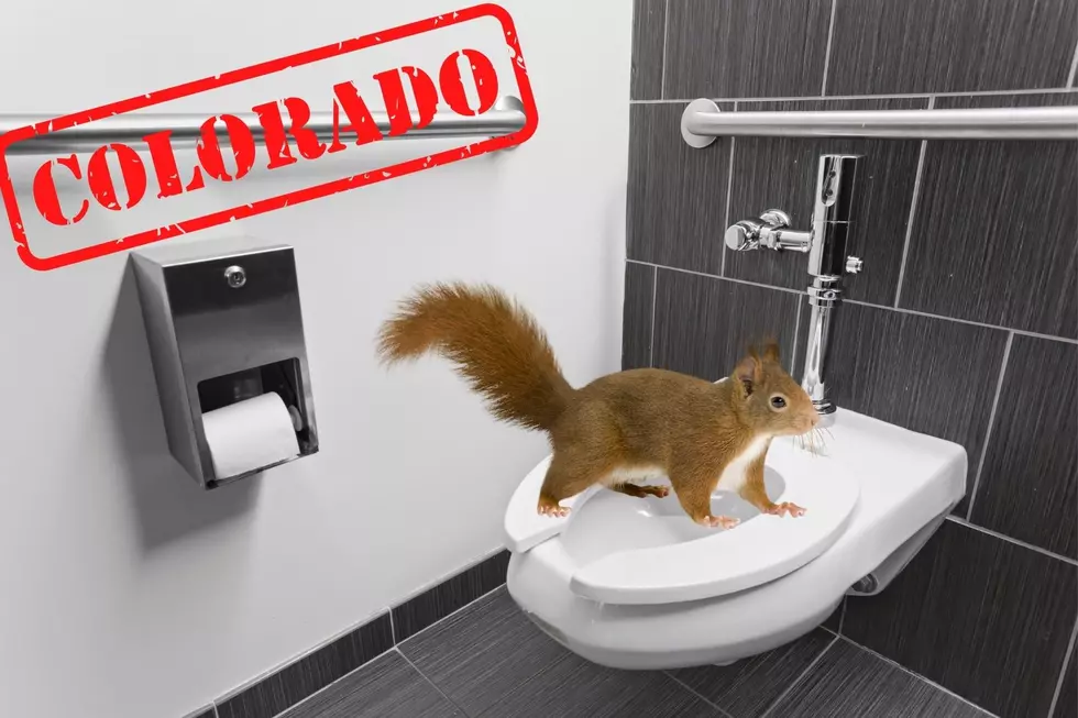 Disturbing + Horrific Video Shows Colorado Teens Flush A Squirrel Down Toilet