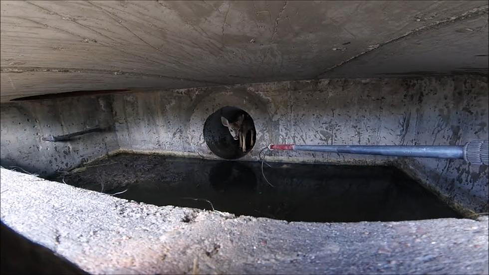 Watch As This Precious Deer Fawn is Rescued From A Colorado Sewer