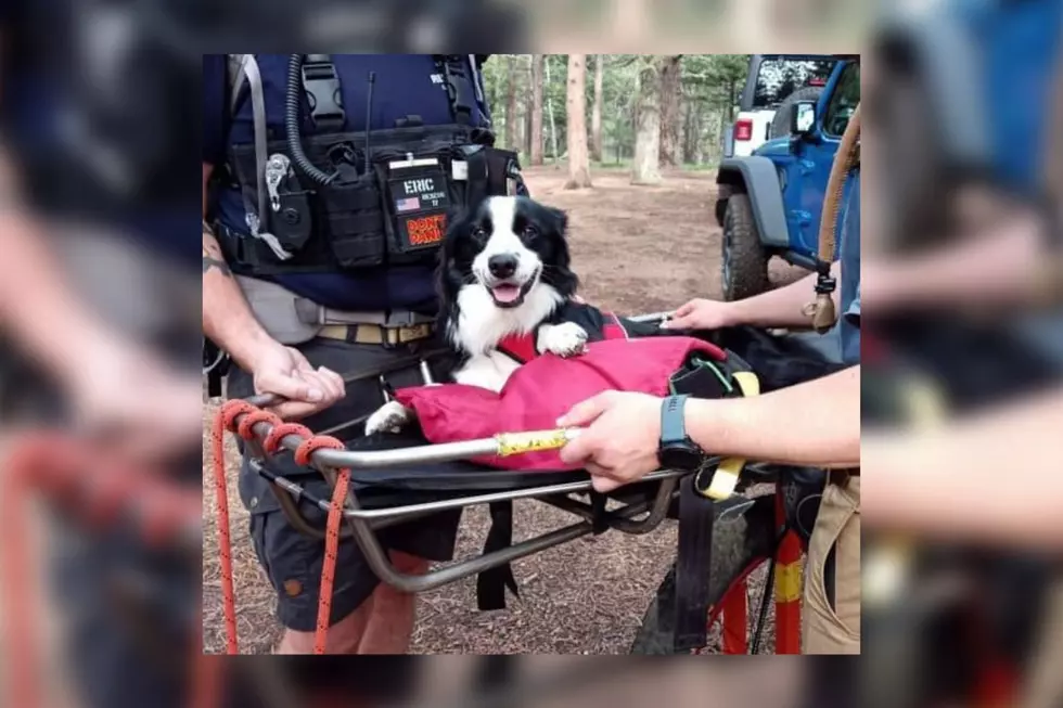 Dog Is Super Happy to Be Saved From Long Colorado Hike