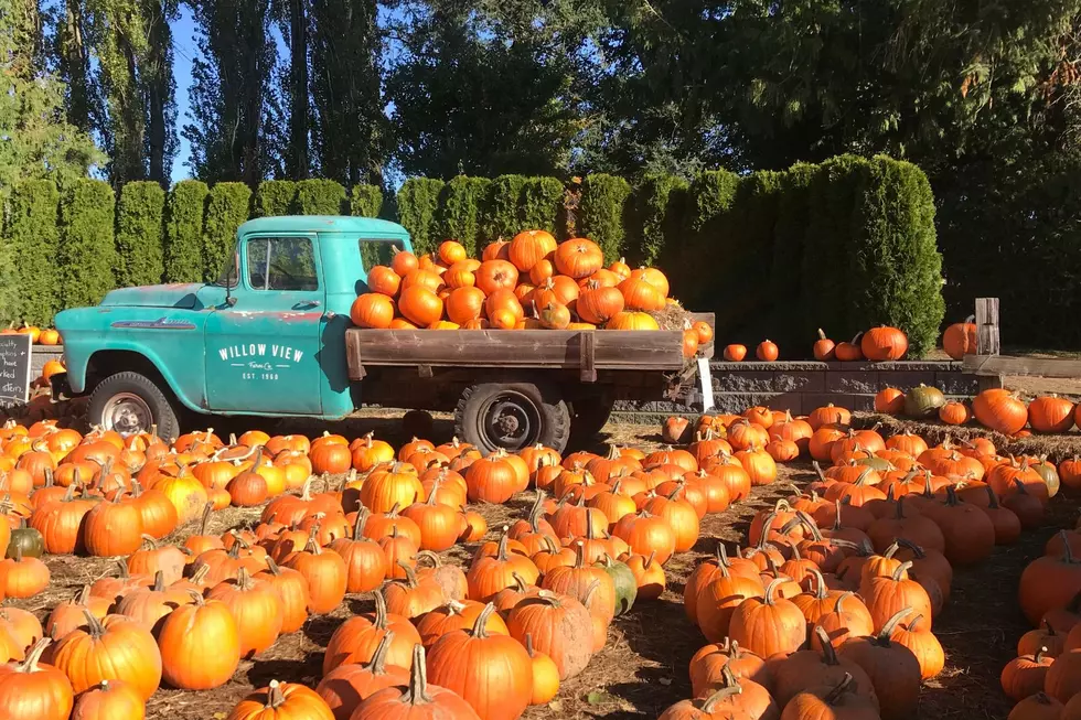 You Need to Take the Family to All of These Colorado Pumpkin Patches