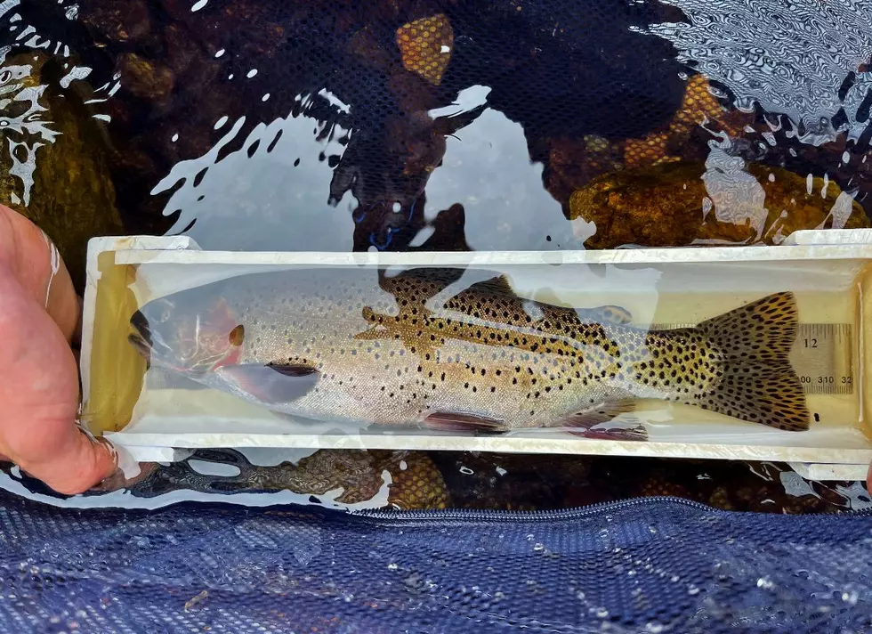 Colorado Fish Believed to Be Extinct Found Thriving, Reproducing Naturally