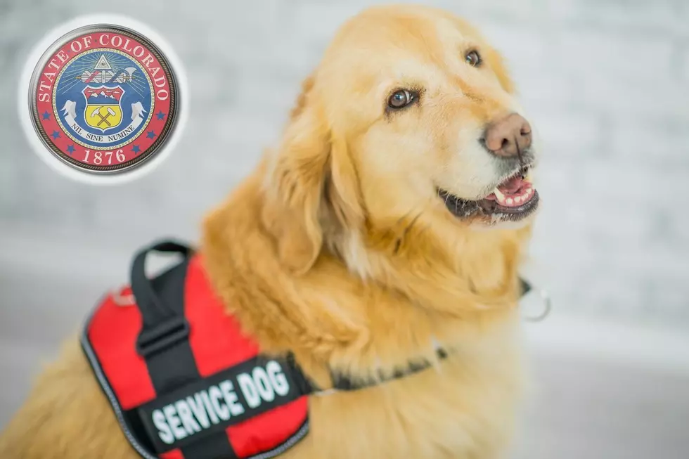 Colorado Ranked As Top 10 State for Psychiatric Service Dog Prescriptions