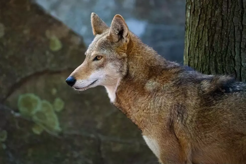 2 of the Rarest Wolves in America Are Now Calling Colorado Home