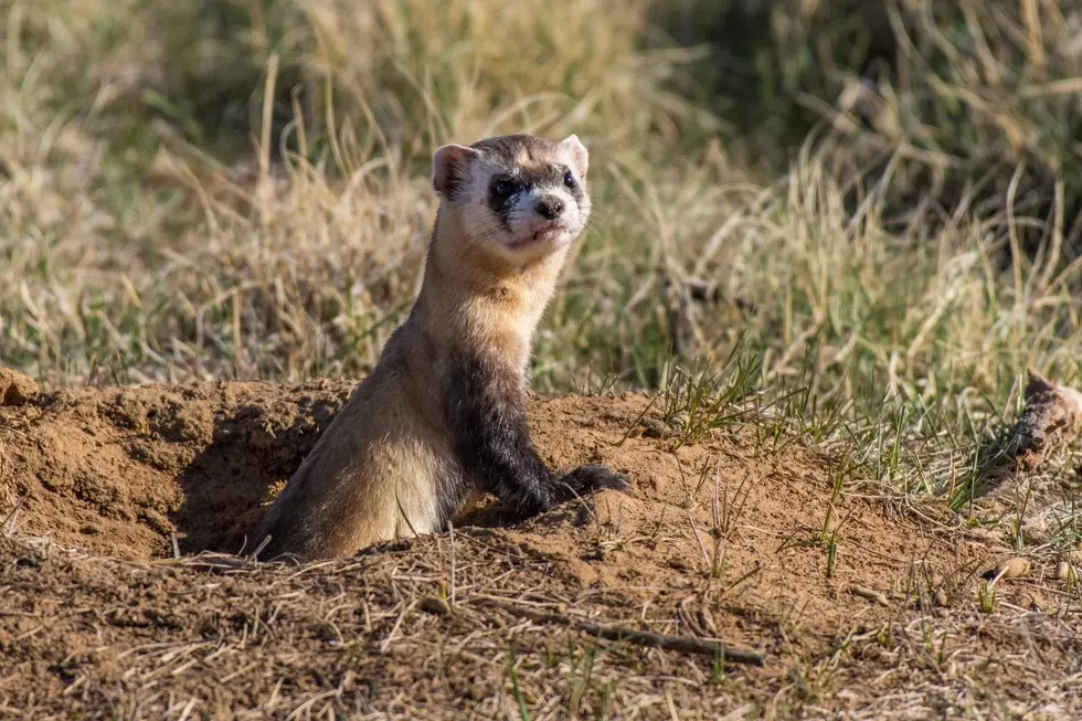 Road to Repopulation: Learn How Colorado is Saving Black-Footed Ferrets