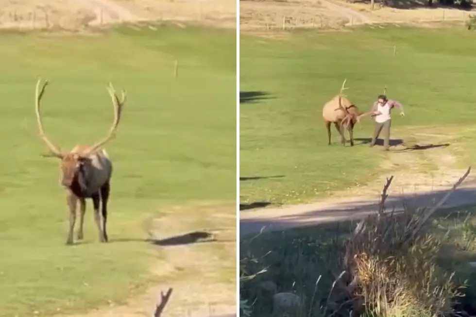 Here&#8217;s Why Tourists Need to Leave Colorado Elk Alone
