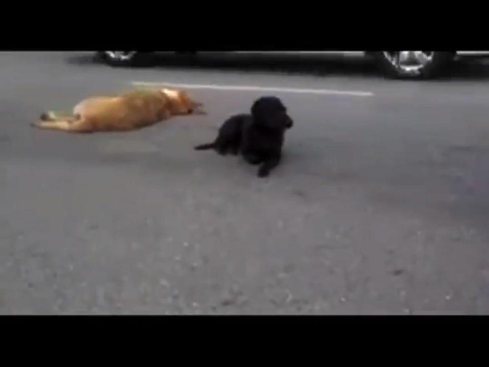 Dog Braves Traffic to Stick by Fatally Struck Friend [Video]