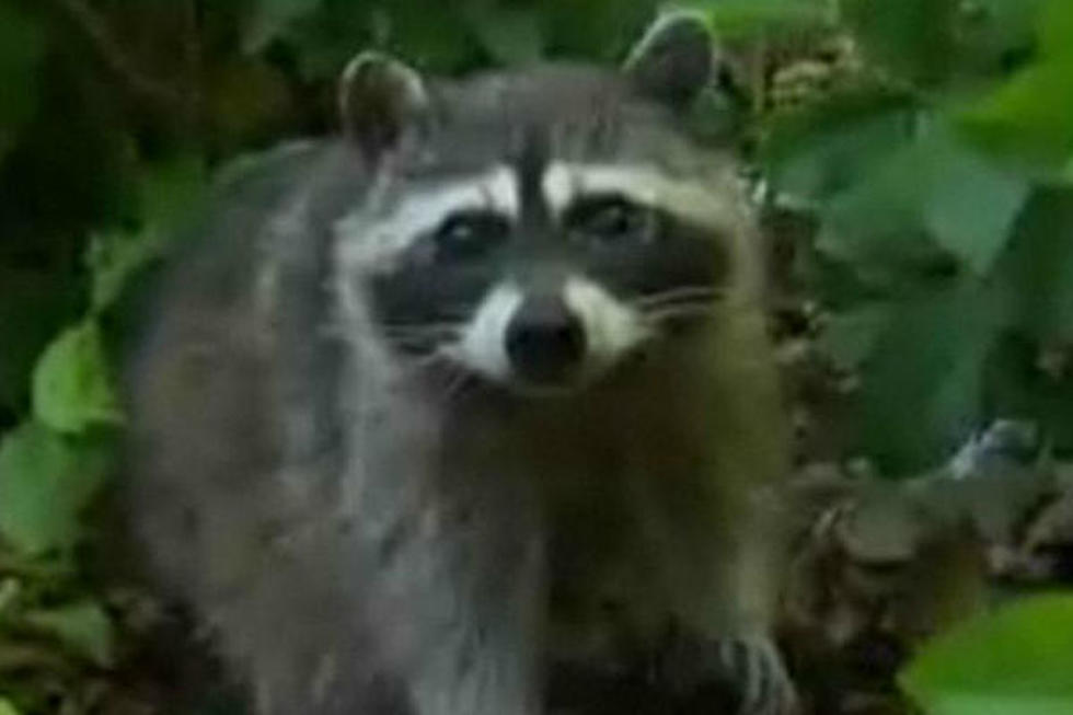 Posse of Raccoons Attacks Woman in Park – Daily Dose of Weird [VIDEO]