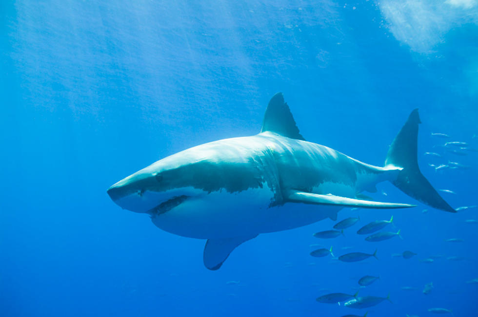 This Is How A Shark Will Kill You (Science Corner)