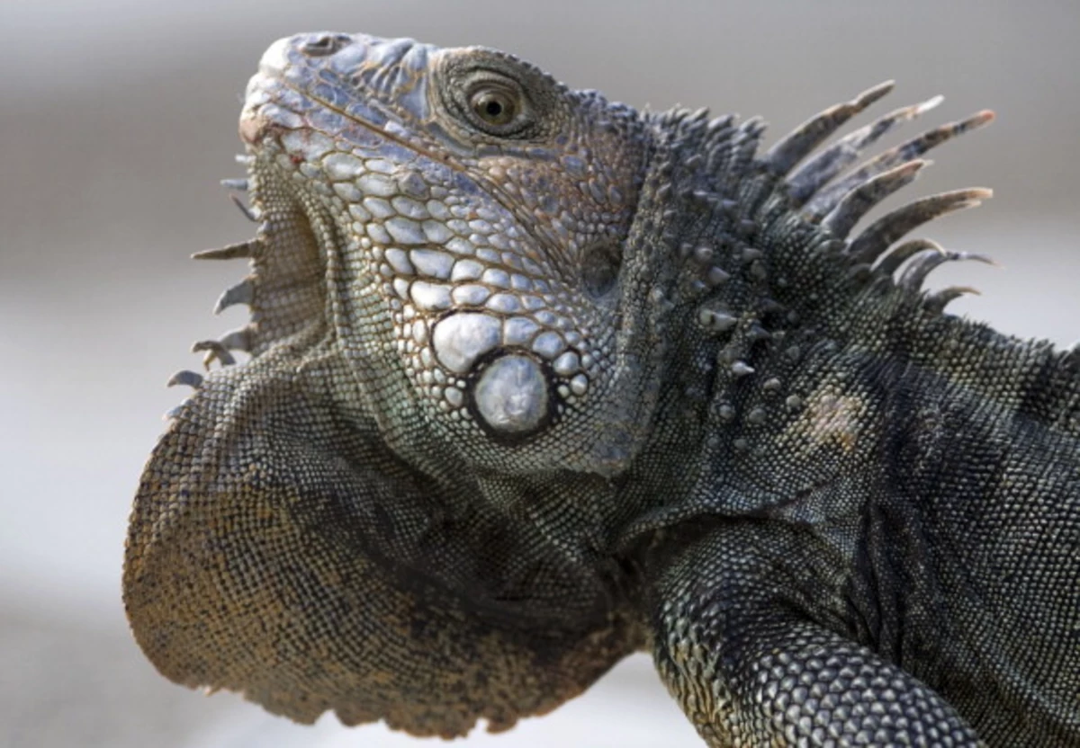 Giant Aggressive Iguanas and Toilet Dwelling Creatures Are Taking Over