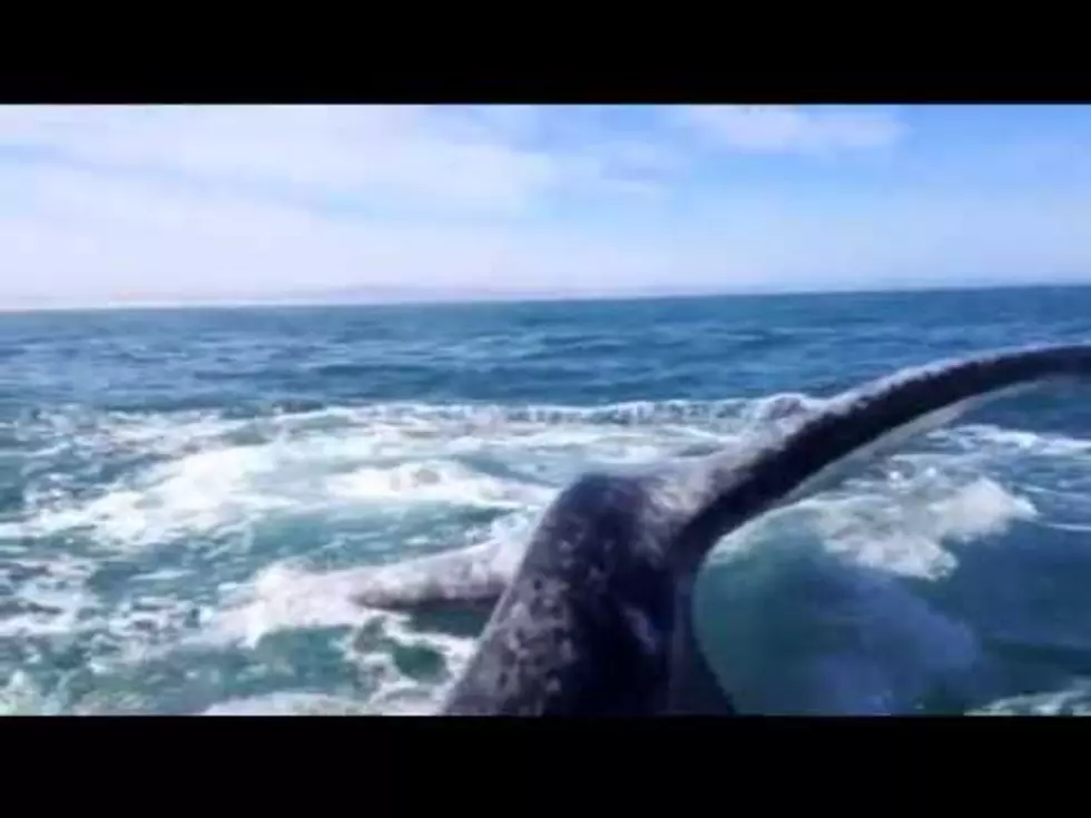 Knock It Off Dummies : Don&#8217;t Row Tiny Boats Over Whales Edition (Video)
