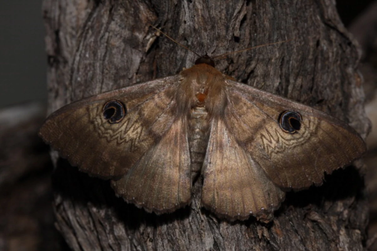 It's Miller Moth Season in Colorado Grandma's Remedy