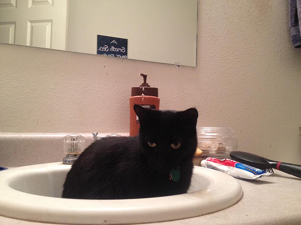 In Honor of National Cat Day, a Cat That’s Obsessed with Playing in the Sink [VIDEO]