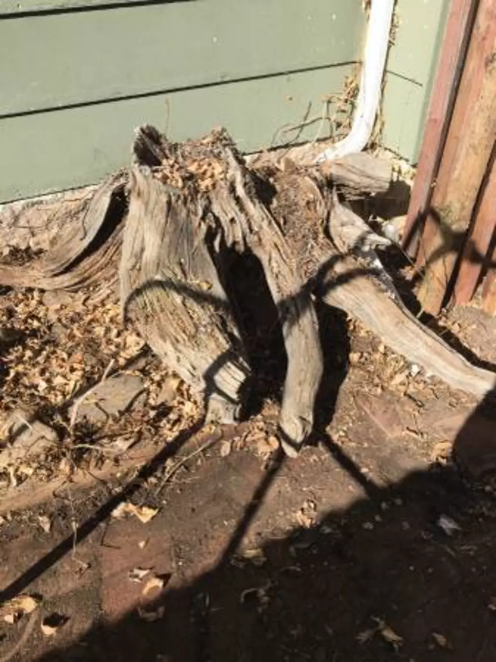 Credit: Craigslist