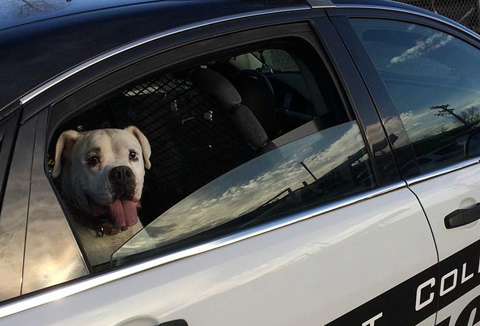 Fort Collins Police Safely Reunite Dog with Owner