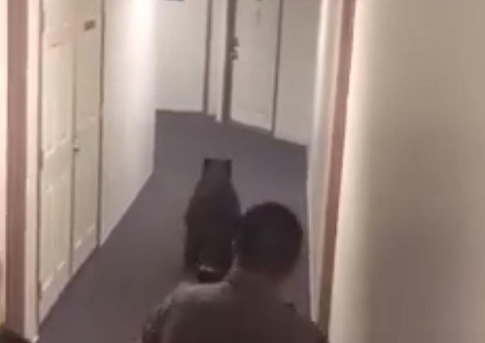 Bear Breaks into Colorado Apartment Building [VIDEO]