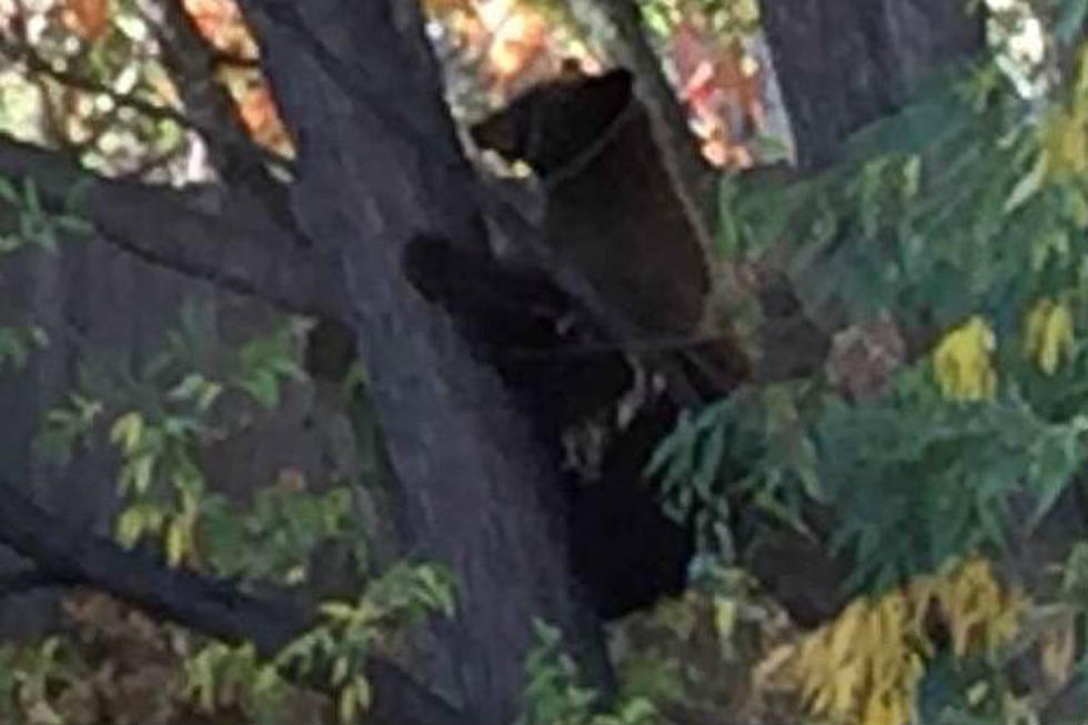 Bear Spotted in West Fort Collins Neighborhood