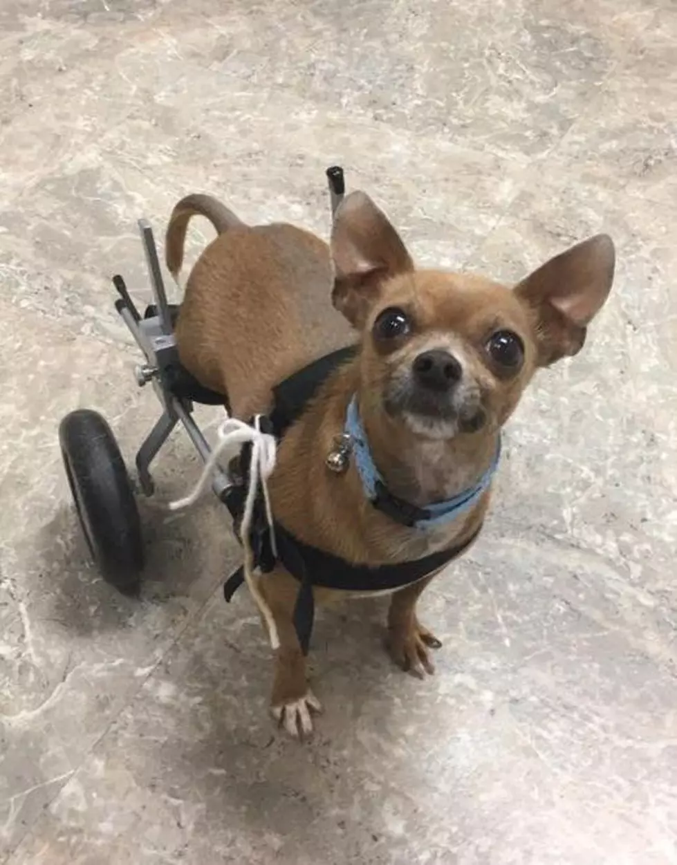 Disabled Dogs in NoCO
