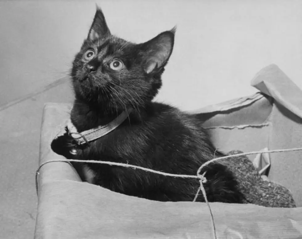 Friday the 13th: 13 Reasons to Adopt a Black Cat from Larimer Humane Society