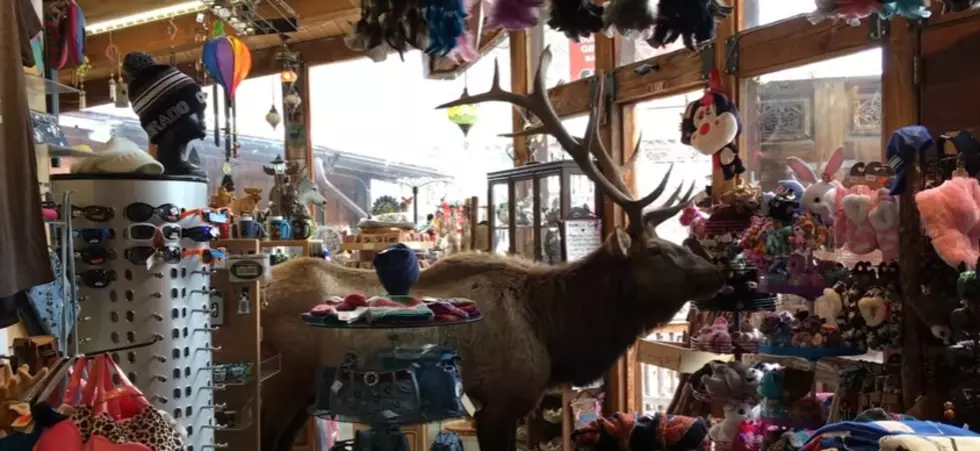 elk walks into estes park store